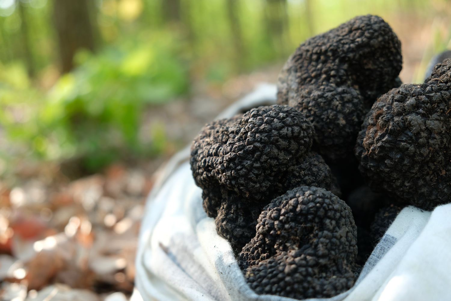 Fresh Truffles